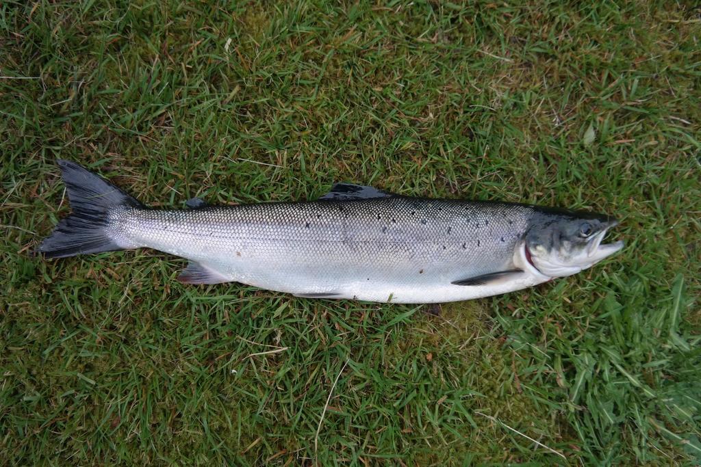 Holmset Camping And Fishing Namdalseid Extérieur photo